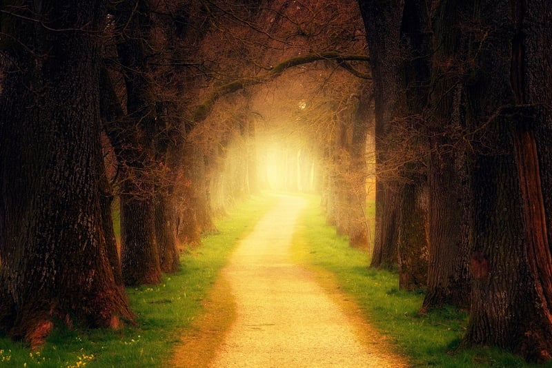 Magic Meadow